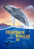 Cover zu Humpback Whales (Humpback Whales)